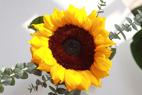Free Bright yellow sunflower with eucalyptus leaves, captured in natural light for a lively and fresh appearance. Stock Photo