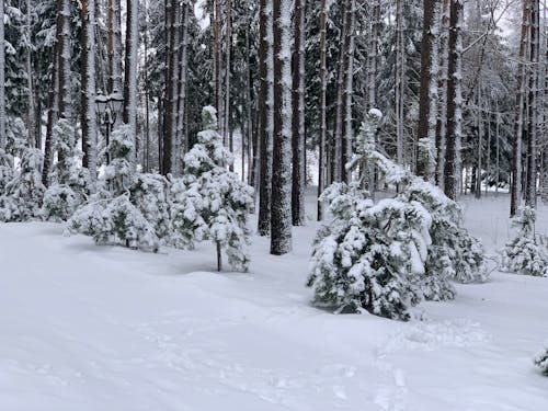 Free A Forest During Winter  Stock Photo
