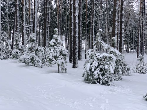 Free Serene snow-covered forest scene in Mostishche, Minsk Region, Belarus during winter. Stock Photo
