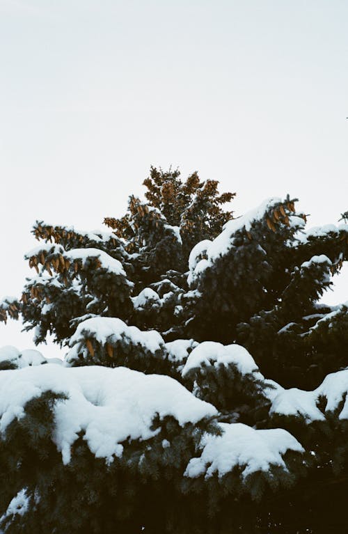 Tree Covered in Snow 