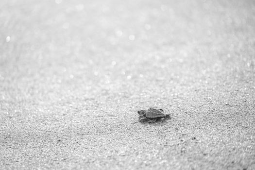 A monochrome image capturing a baby sea turtle making its way across the sand.