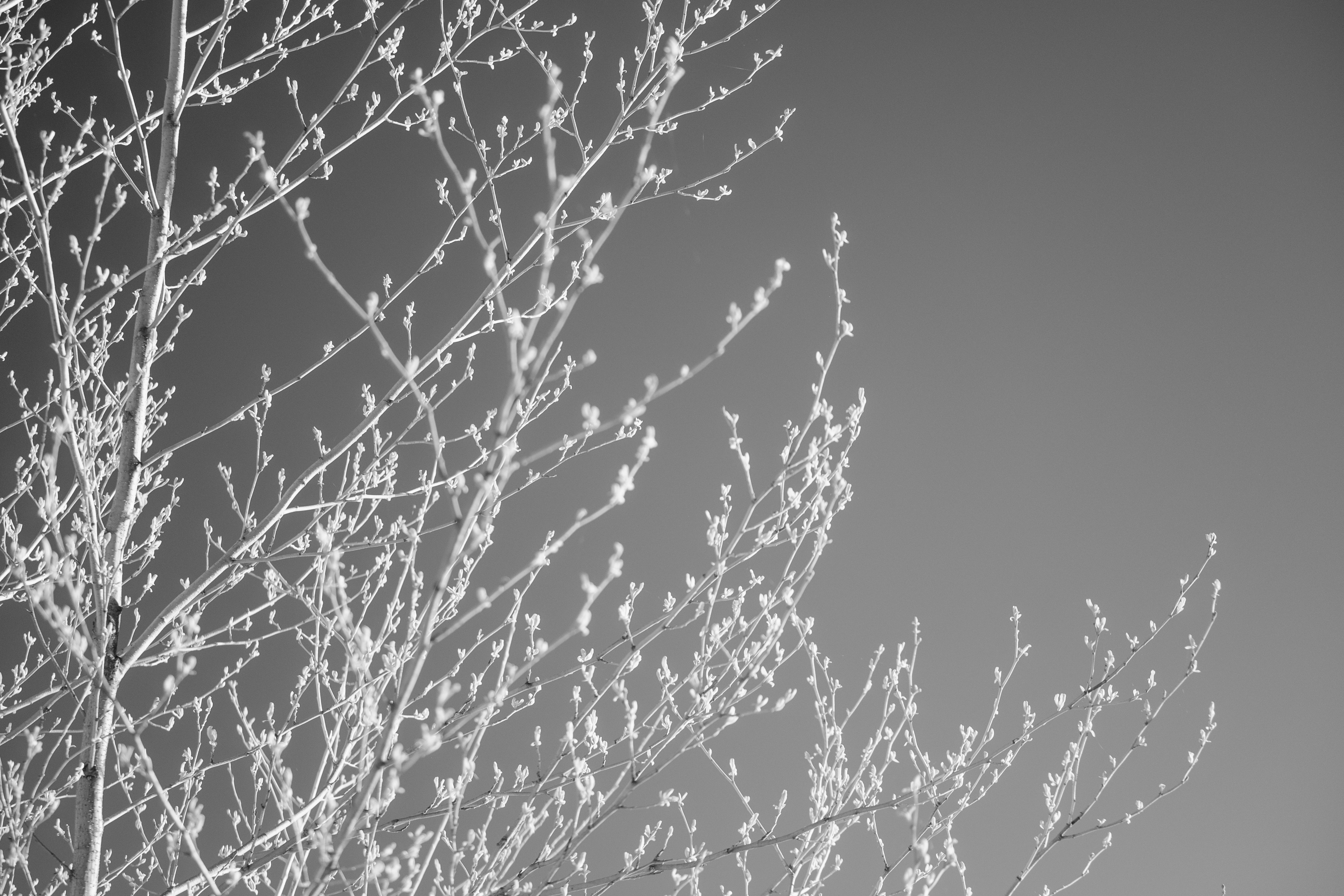Monochrome close-up of leafless tree branches against a clear sky.