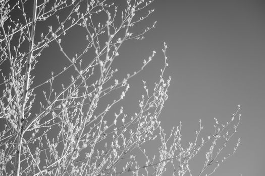 Wallpaper