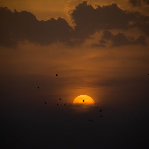 Free Silhouetted birds flying against a dramatic sunset, creating a tranquil and picturesque scene. Stock Photo