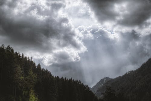 Ücretsiz Bulutlu Gökyüzü Altında çam Ağaçları Fotoğrafı Stok Fotoğraflar