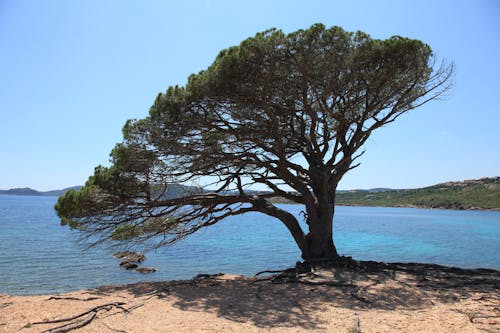 Free stock photo of corsica island, nature, sea