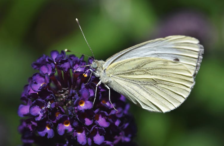 A Butterfly On An Inflorscence