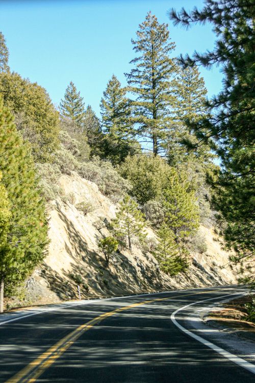Free Winding road through tall pine trees in Yosemite National Park, perfect for nature lovers. Stock Photo