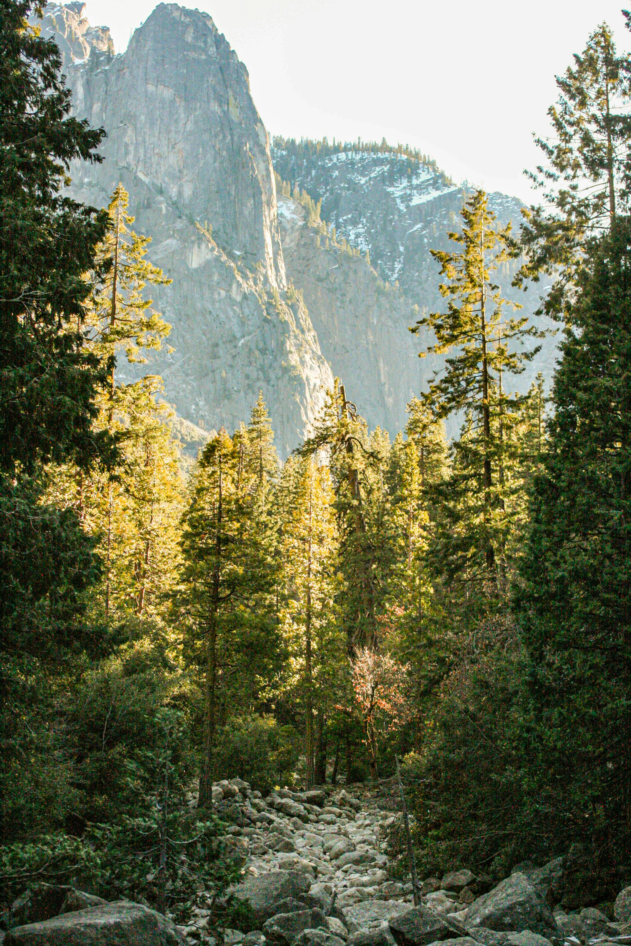 green forest with pine trees  Tree wallpaper iphone, Forest wallpaper  iphone, Tree iphone