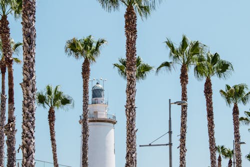 White Lighthouse Behind Palm Trees at Daytime