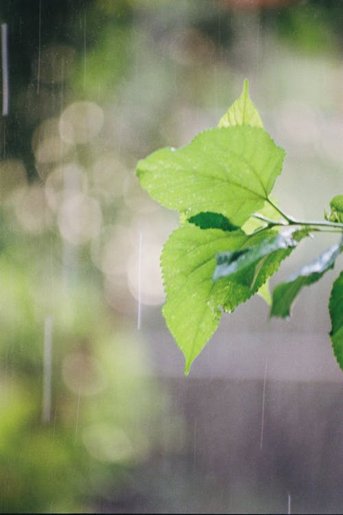 Close-Up Shot of Green Leaves