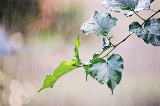 Close-up of green leaves in rain, showcasing droplets and blurred background.