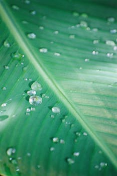 High-resolution image of water droplets on a lush green leaf, perfect for nature themes.