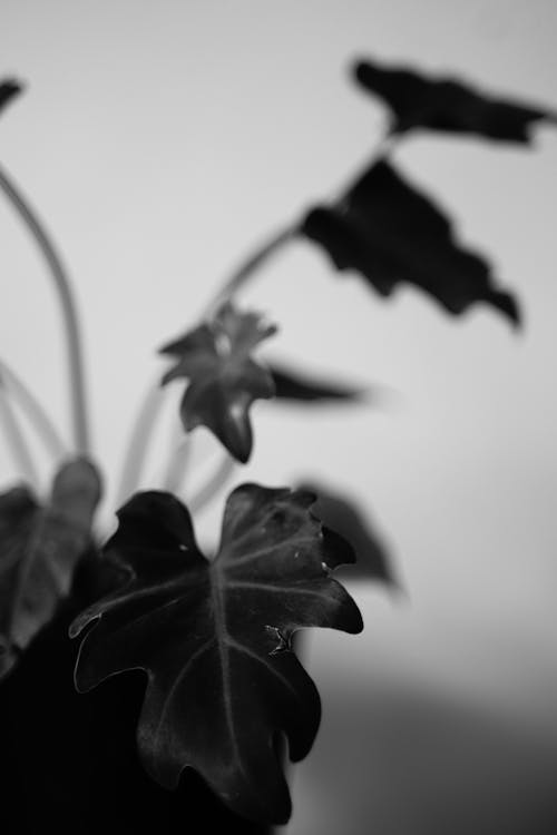 Ingyenes stockfotó ág, cserepes növény, fekete-fehér témában Stockfotó