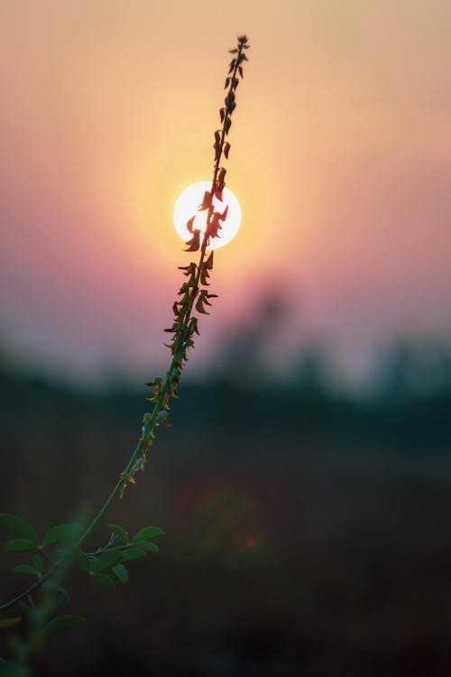Close-up of a Plant on the Background of Sunset 