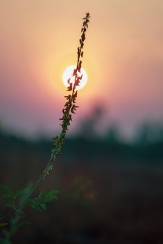 Silhouette of a plant branch with leaves during a beautiful sunset, capturing nature's serene essence.