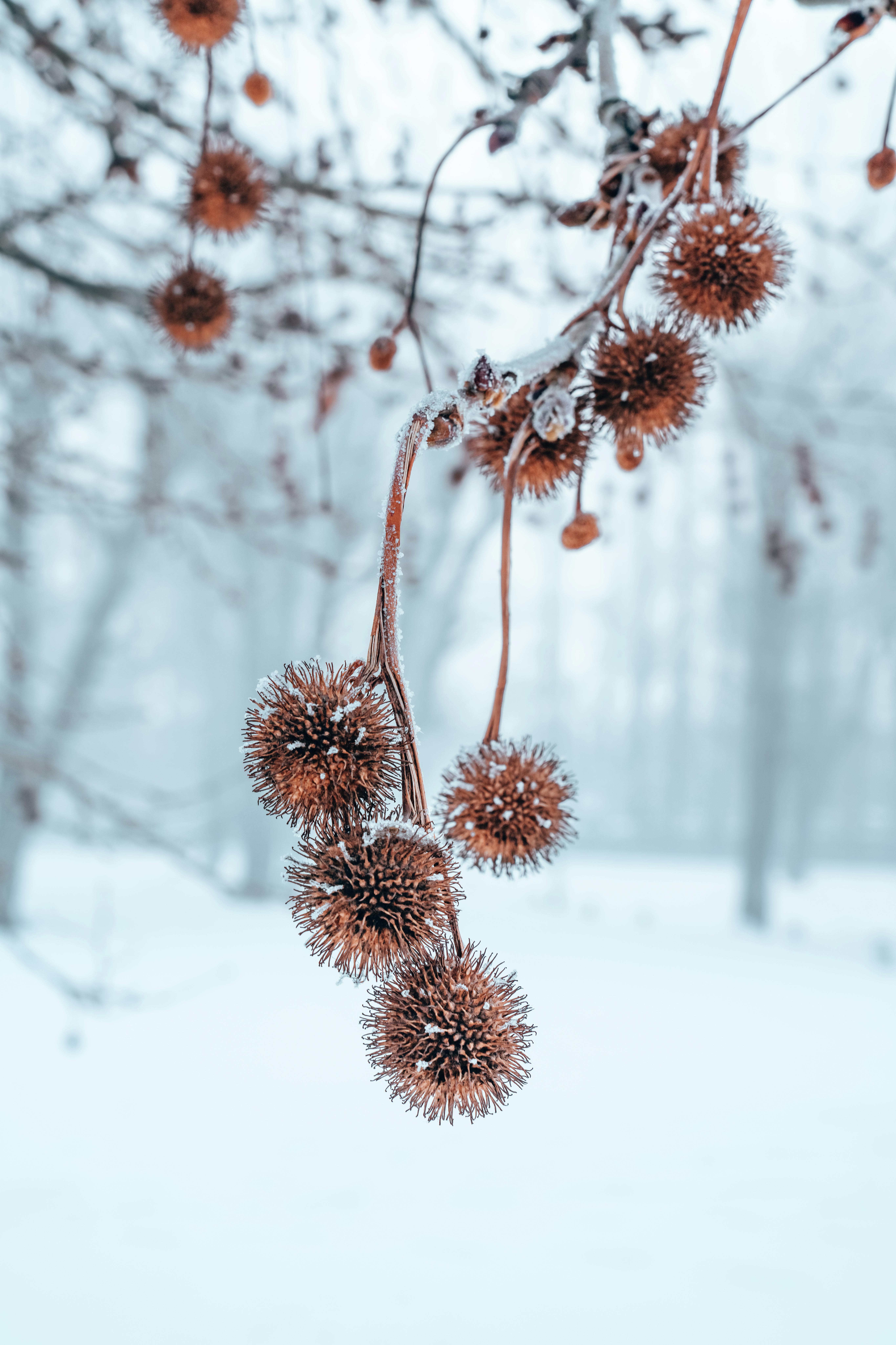 Close-up view of frosty burdocks hanging from a branch against a winter backdrop.