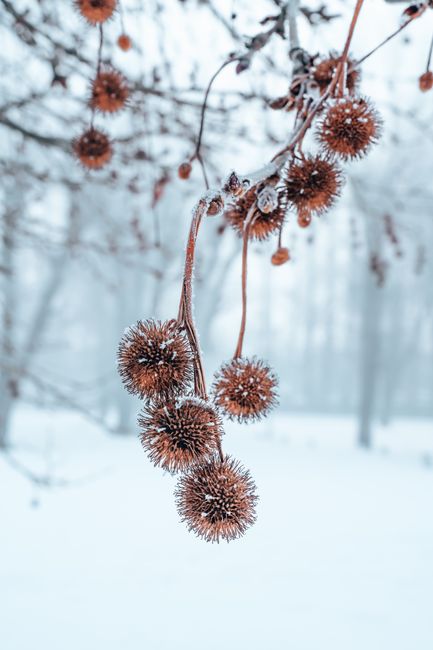 Close-up view of frosty burdocks hanging from a branch against a winter backdrop.