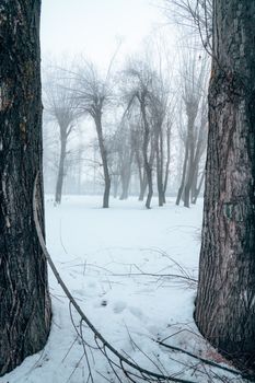 Snow-covered forest with bare trees creating a tranquil winter scene.