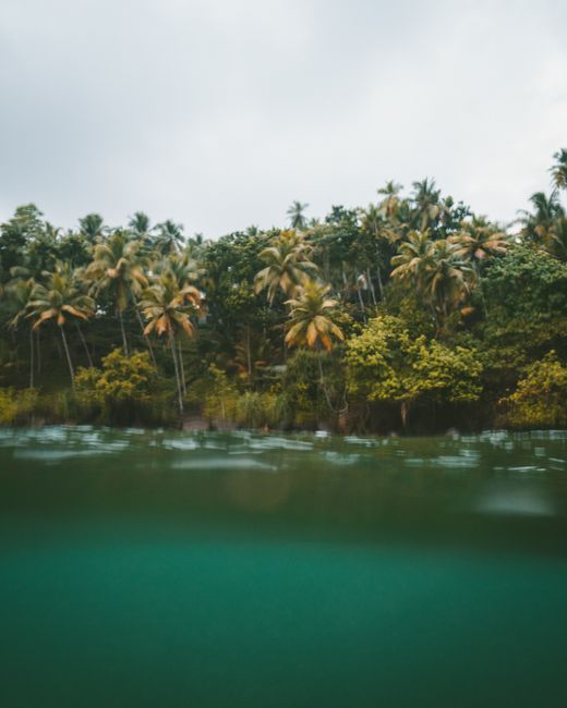 Scenic view of lush palm trees lining the coast in Dambulla, Sri Lanka reflecting in serene ocean waters.