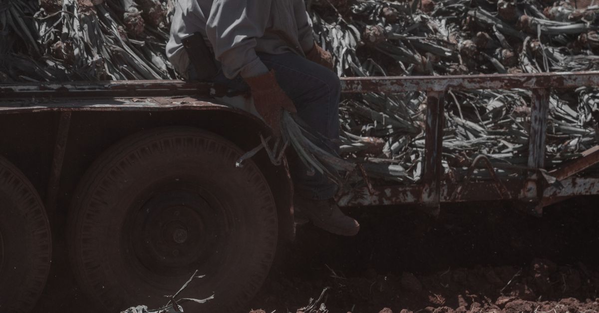 CALIFORNIA CROPS LEFT TO ROT AS ICE RAIDS SPARK MASS FARMWORKER EXODUS - Souther - изображение номер один CALIFORNIA CROPS LEFT TO ROT AS ICE RAIDS SPARK MASS FARMWORKER EXODUS - Souther - изображение номер один