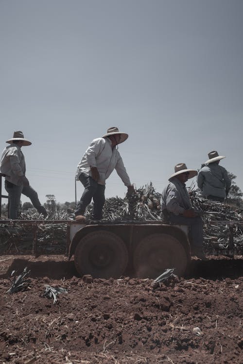 农民, 垂直拍摄, 工作 的 免费素材图片