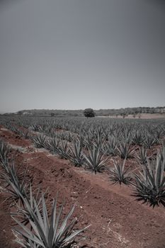 A vast agave field extends under a clear sky, showcasing rural agriculture.