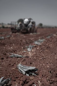 Close-up view of agave plantation with farming equipment in a rural field.