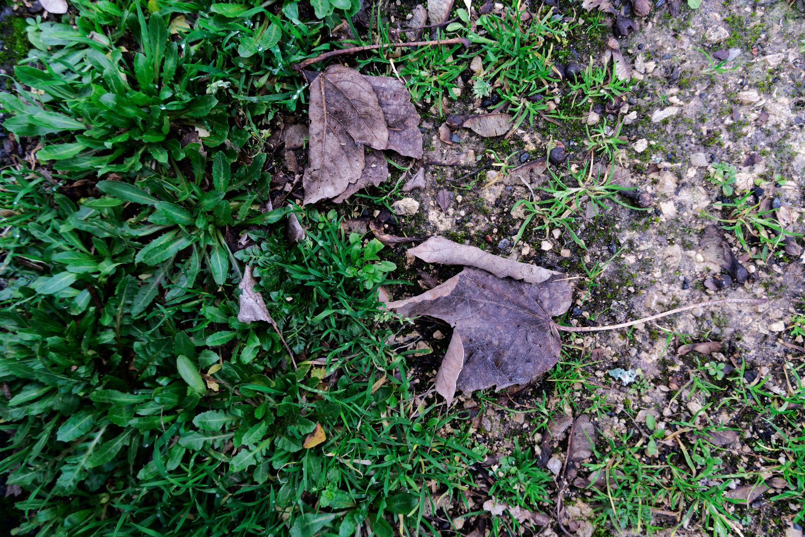 Feuilles sèches brunes sur l'herbe et le gravier vues du dessus