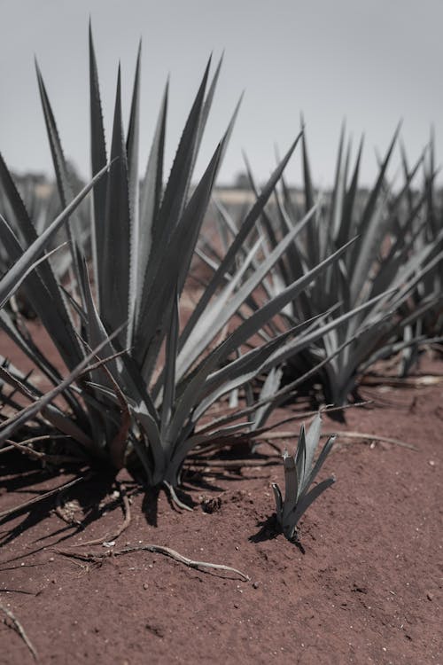 Foto profissional grátis de agave, areia, deserto