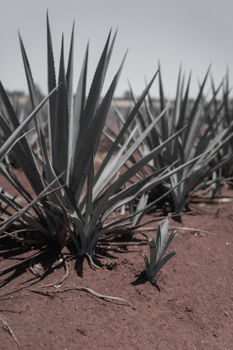 Agave Plants On A Desert 