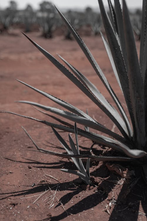Close-Up Photo of an Agave Plant