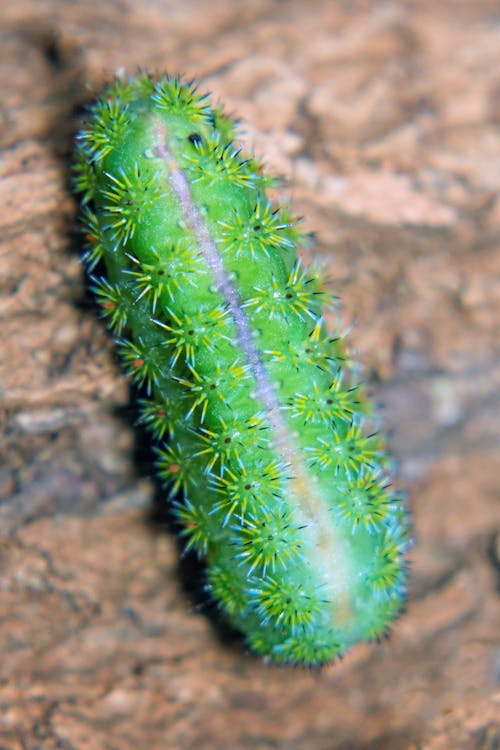 Kostnadsfri bild av slug moth caterpillar