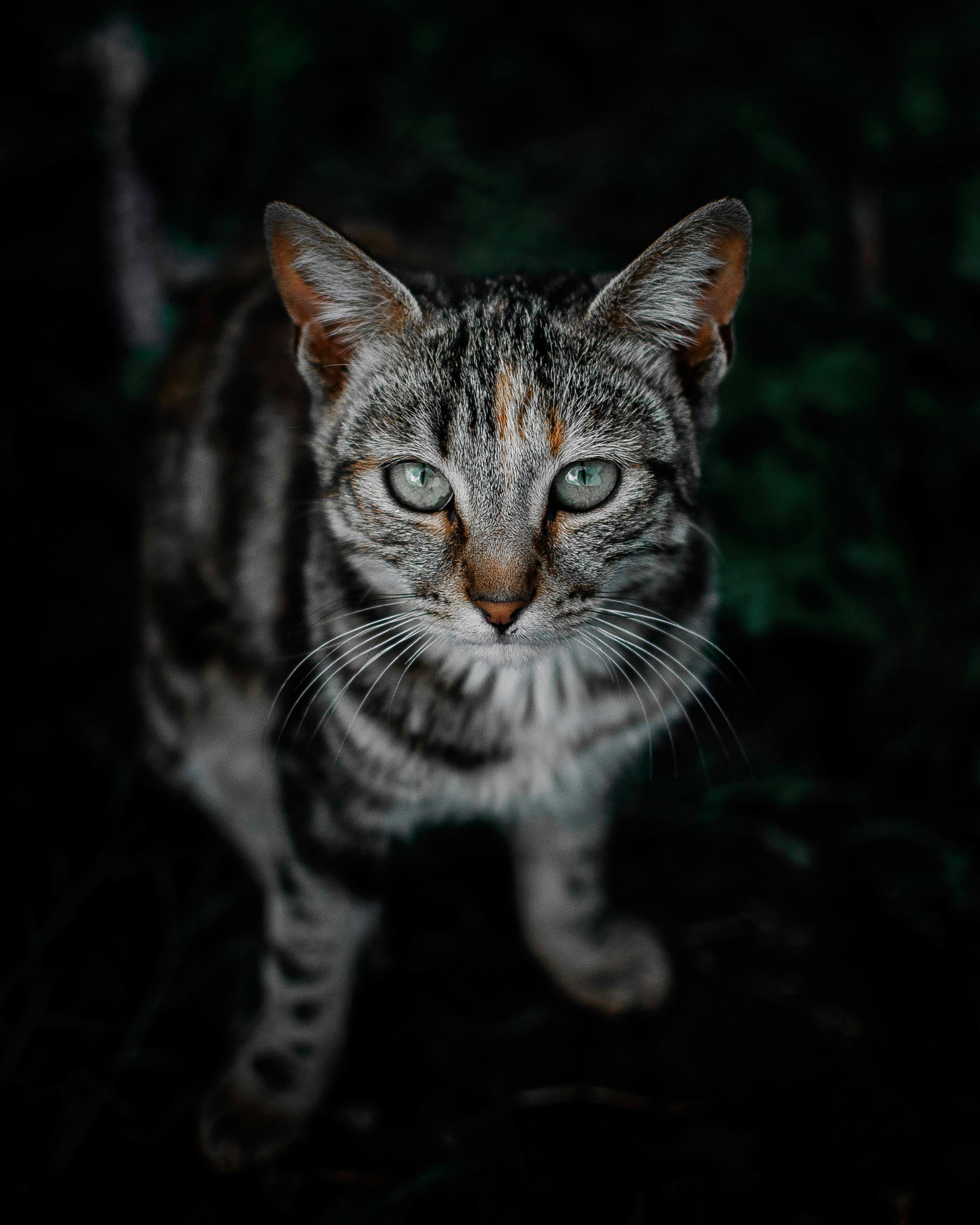 一只虎斑猫长着引人注目的绿眼睛，在自然环境中凝视着