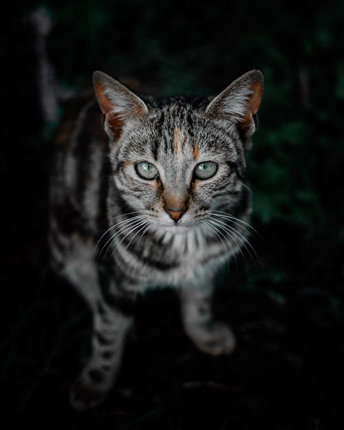 бесплатная Выборочная фокусировка фото коричневой полосатой кошки Стоковое фото