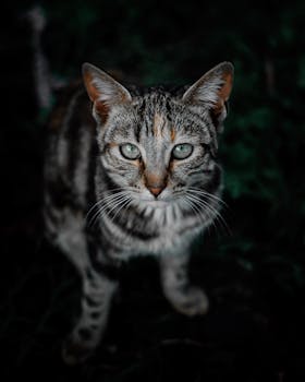 一只虎斑猫长着引人注目的绿眼睛，在自然环境中凝视着