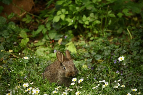 Brown Rabbit in Front of White Daisies