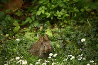 一只可爱的兔子坐在斯洛伐克的草地上，周围是雏菊和绿叶