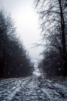 A serene snowy path cuts through a shadowy leafless forest on a cold winter day.