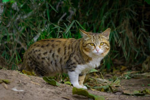 Безкоштовне стокове фото на тему «бродячий кіт, зелене листя, кіт таббі»