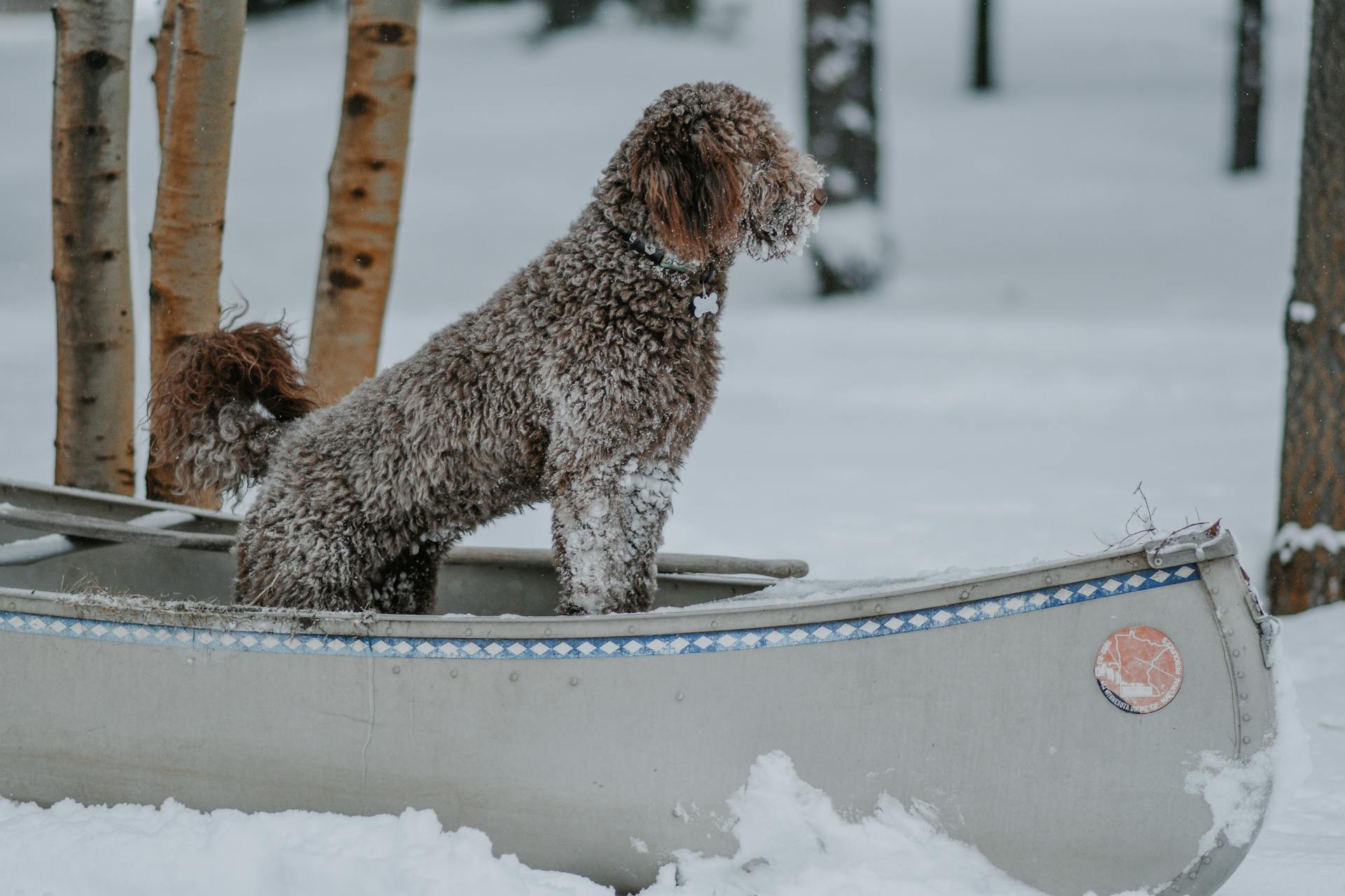 Brown Poodle Dog on a Wooden Boat