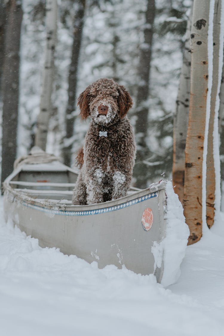 Dog On Kayak In Snow