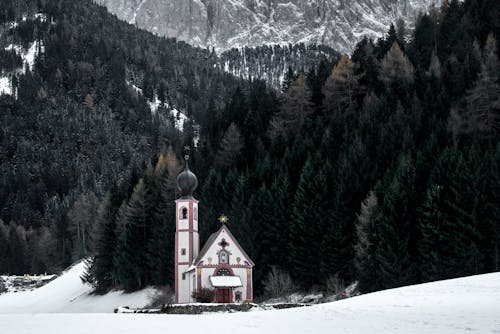 Foto d'estoc gratuïta de arbres, arquitectura barroca, bosc