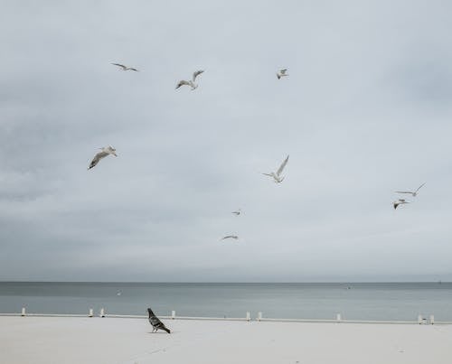 海, 海灘, 海鷗 的 免費圖庫相片