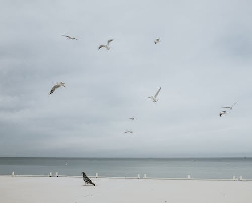 Fotos de stock gratuitas de aves, aviar, bandada