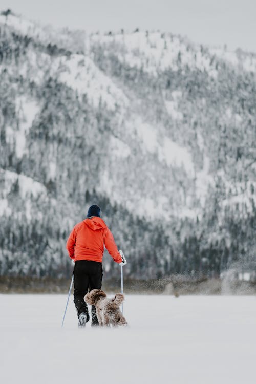 คลังภาพถ่ายฟรี ของ การเล่นสกี, กีฬาในฤดูหนาว, ผู้ชาย
