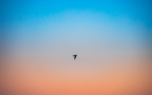 A Bird Flying in a Blue and Orange Sky