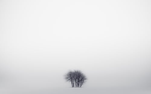 Bare Trees in Middle of Snowy Field