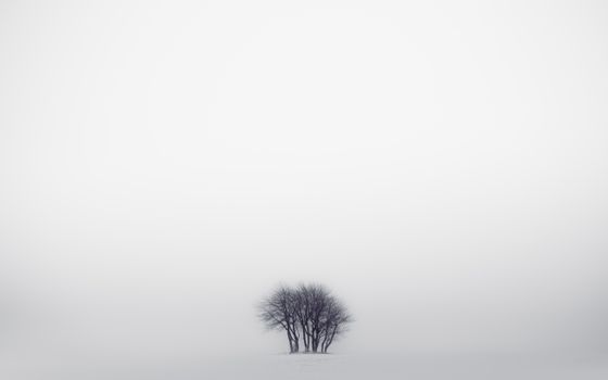 A solitary cluster of trees shrouded in winter fog creating a serene and minimalistic landscape.