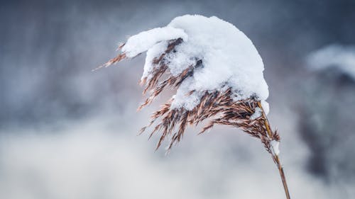 Foto d'estoc gratuïta de congelant, congelat, espigues de gra